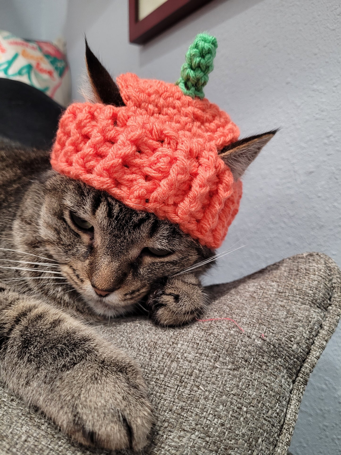 Cat Pumpkin Hat
